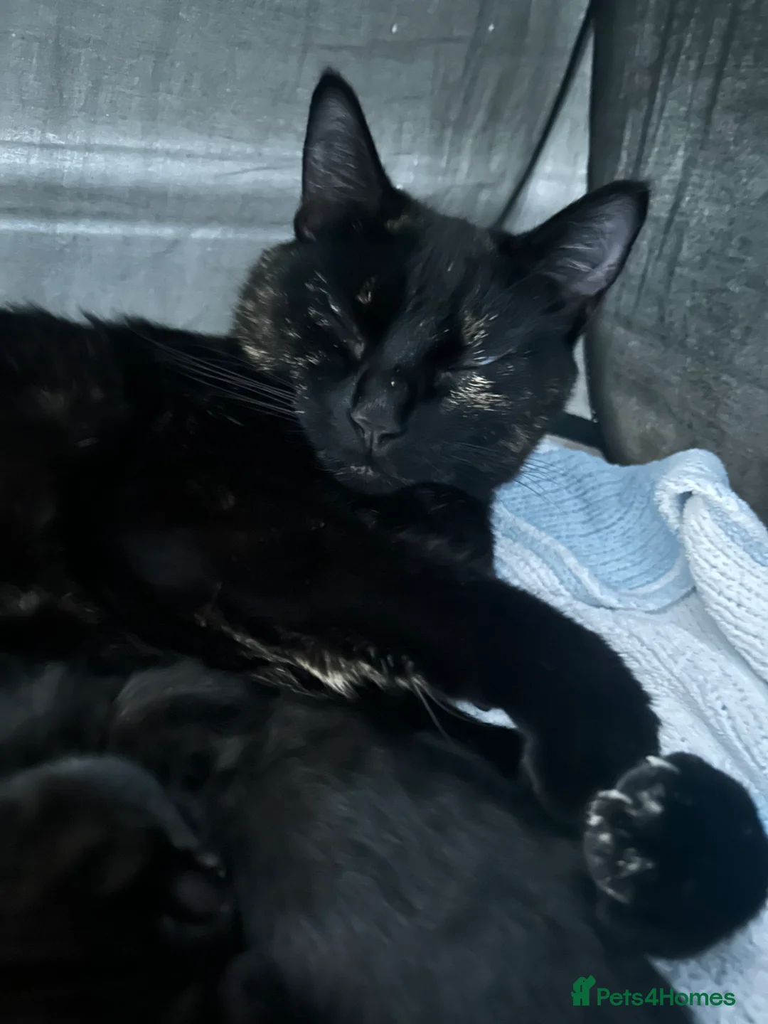 Mixed Breed cats for sale: 5 Fluffy shadow black kittens - Advert 2