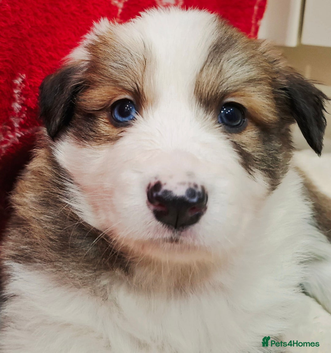 Border Collie dogs for sale: Rare sable and white pure Border Collie puppies. - Advert 10