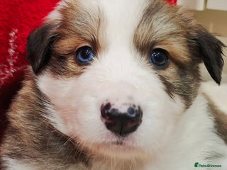 Border Collie dogs **Rare sable and white Border Collie puppies.** - Advert 1