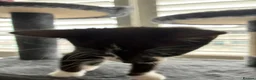 British Shorthair cats for sale: The Tuxedo Esquire, Sisters - Advert 25