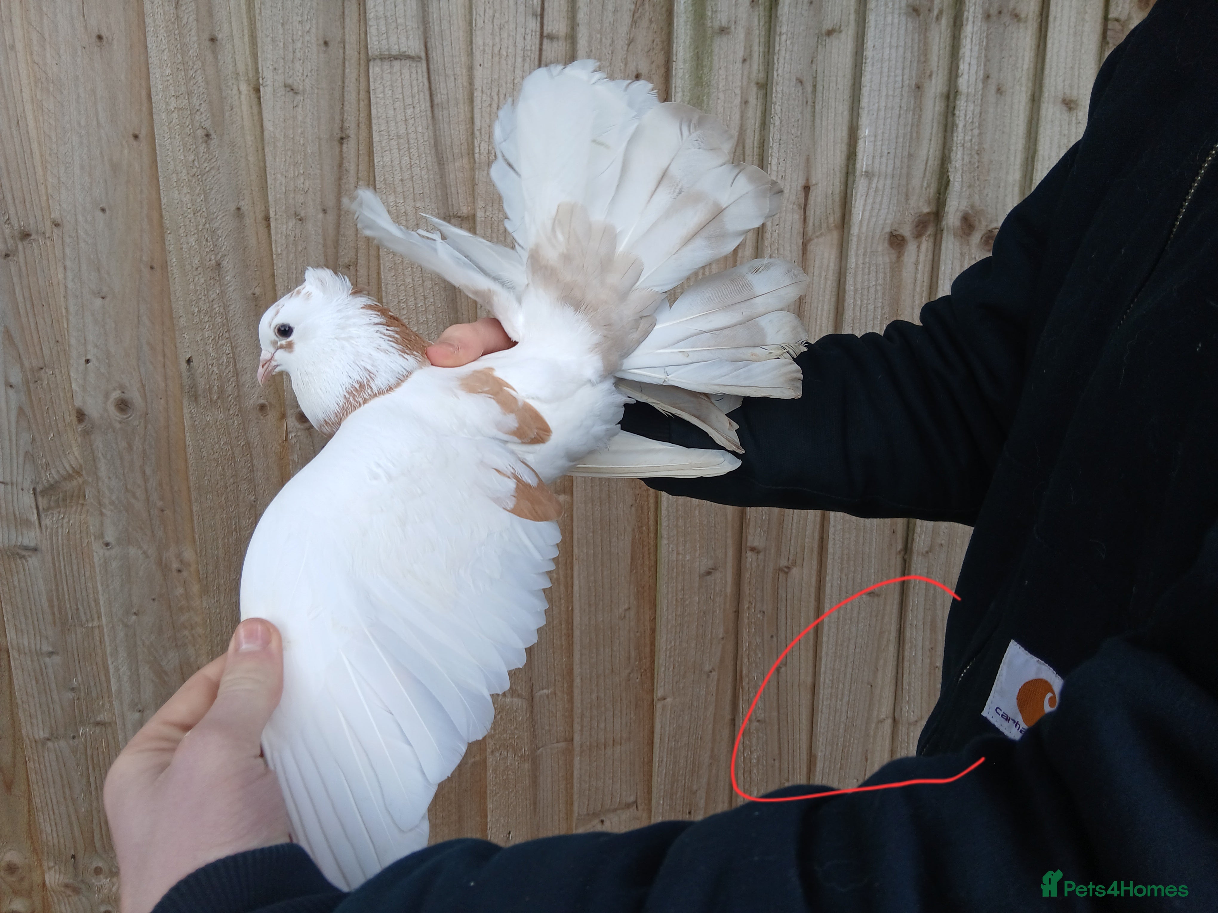Pigeons birds 5 Pet Fantail Pigeons  in Goole - Advert 1
