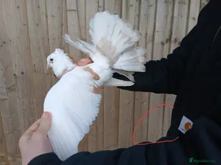 Pigeons birds 5 Pet Fantail Pigeons in Goole - Advert 4