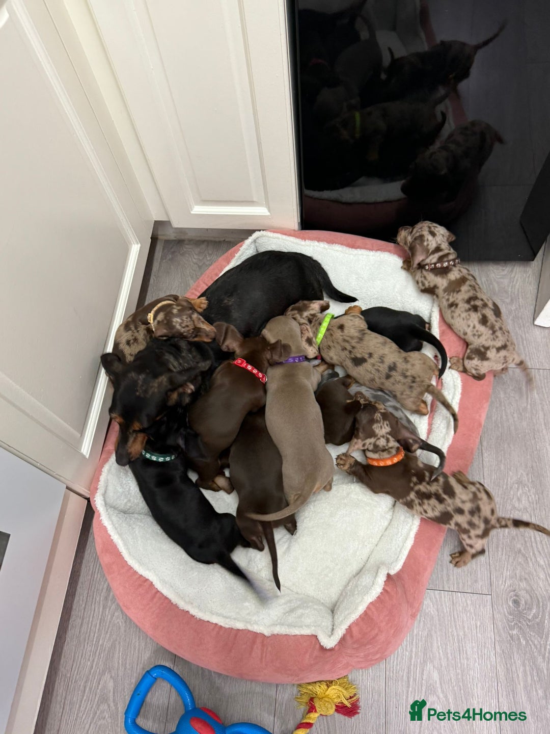 Miniature Dachshund dogs for sale: Miniature Dachshund Puppies - Advert 10