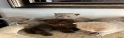 British Shorthair cats for sale: BSH and 1Longhair kittens - Advert 15