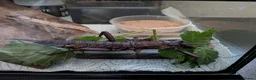 Stick Insects invertebrates for sale: Spiny Stick Insects in Kettering - Advert 3