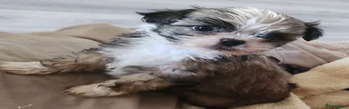 Mixed Breed 4