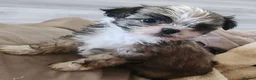Mixed Breed dogs for sale: ADORABLE PUPPIES in Manchester - Advert 6