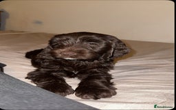Cockapoo dogs for sale: Mabel brown f1b cockapoo - Image 4