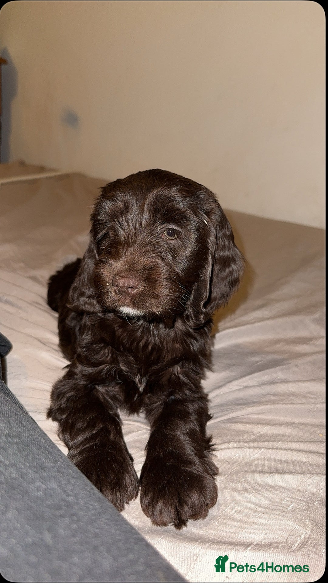 Cockapoo dogs for sale: Mabel brown f1b cockapoo - Image 4