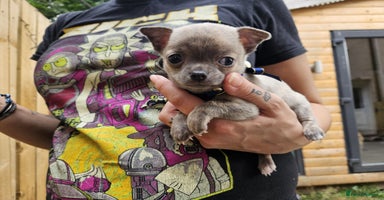 Chihuahua dogs - Advert 4