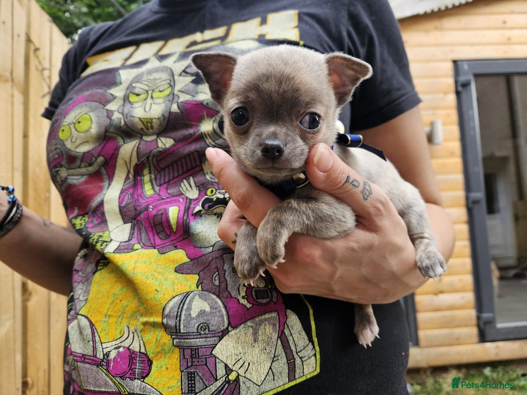 Chihuahua dogs for sale: Beautiful Tiny Chihuahua puppies - Image 2