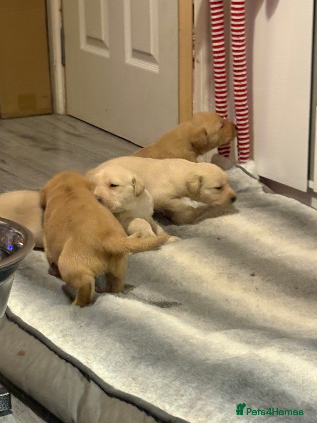 Labrador Retriever dogs for sale: Labrador puppies - Advert 9