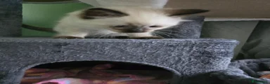 Ragdoll 1