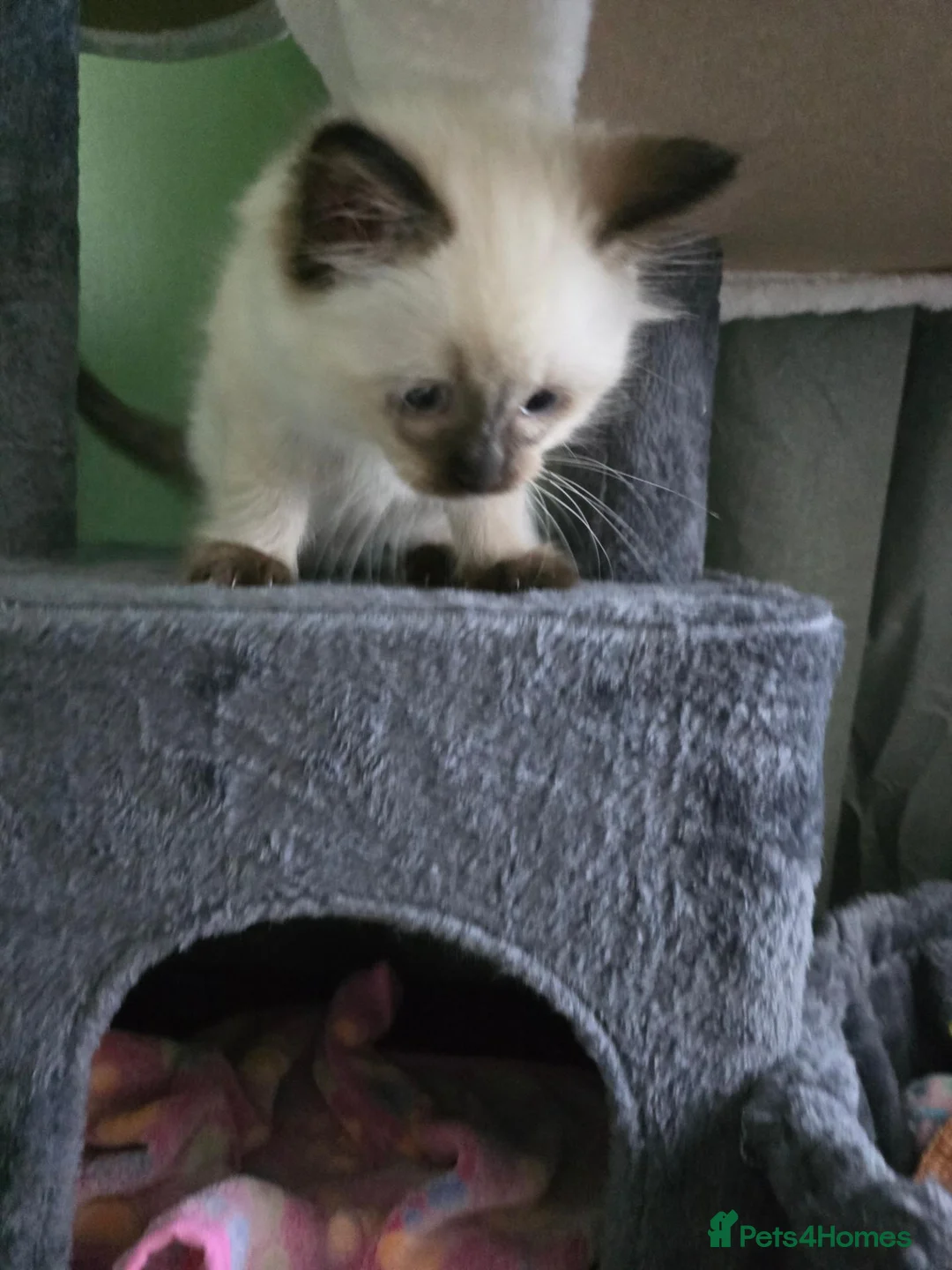 Ragdoll cats for sale: Male 9 week old seal point ragdoll in Sheffield - Advert 2