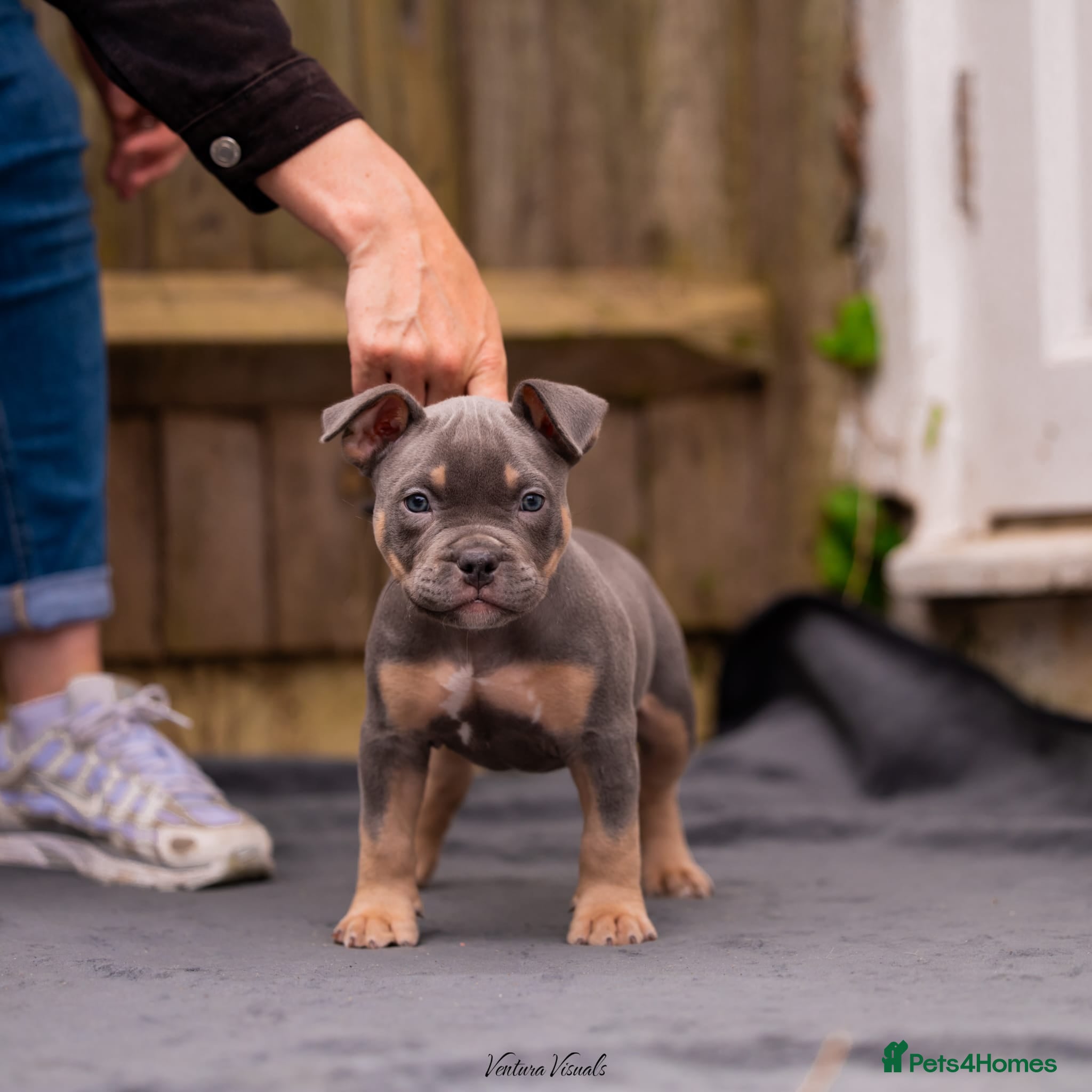 American Bully Puppy 5