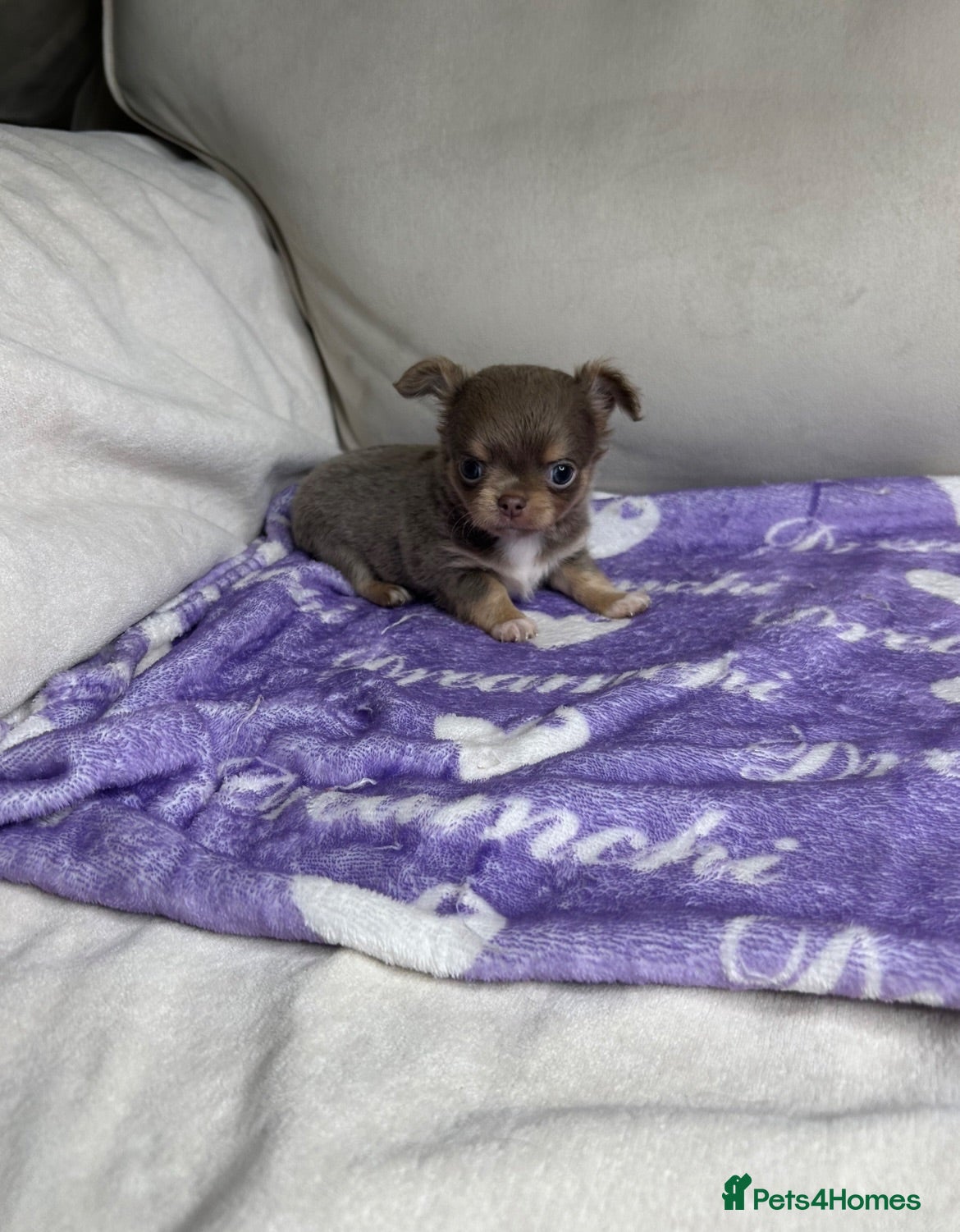 Chihuahua dogs Beautiful KC Lilac tri Chihuahua BOYS  - Advert 1