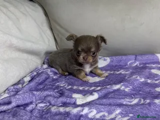 Chihuahua dogs Beautiful KC Lilac tri Chihuahua BOYS - Advert 1