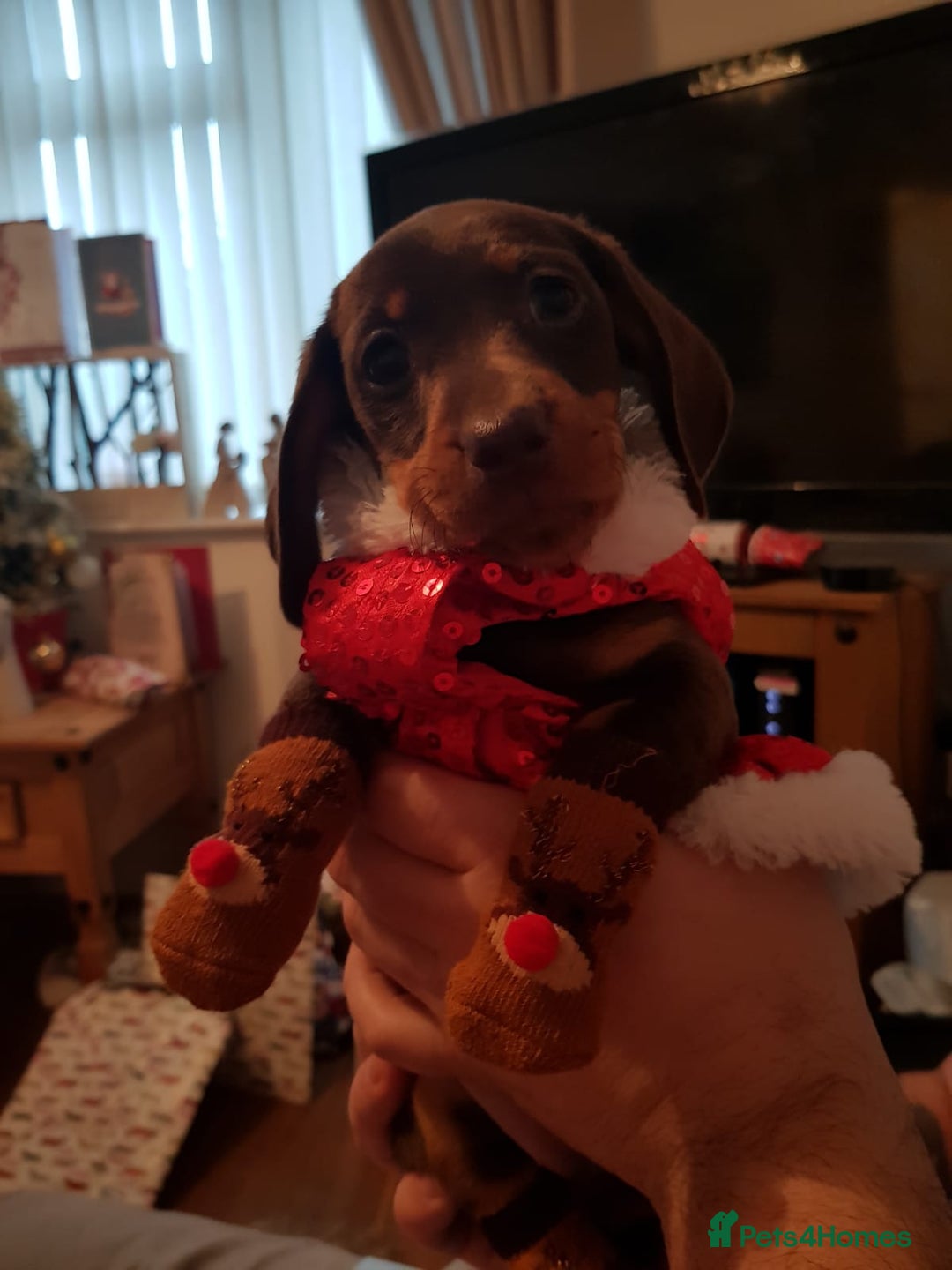 Miniature Dachshund dogs for sale: Pra clear miniature dachshunds - Image 24