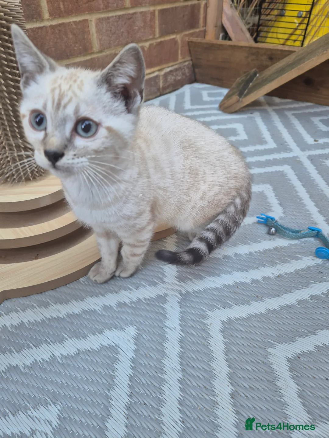 Bengal cats for sale: Bengal Kittens  - Advert 2