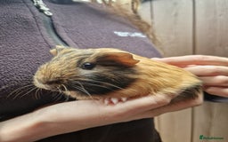 Guinea Pig rodents for sale: Beautiful smooth coat American breed - Image 9