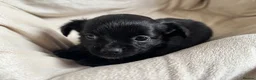 Chihuahua dogs for sale: Gorgeous chihuahua pups in Oxted - Advert 10
