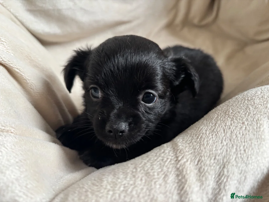 Chihuahua dogs for sale: Gorgeous chihuahua pups in Oxted - Advert 10
