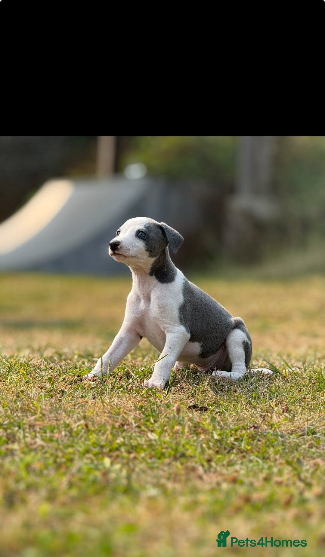 Whippet dogs for sale: Whippet puppies  - Image 4