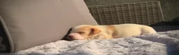 Jack Russell dogs for sale: Jack russell  - Advert 3