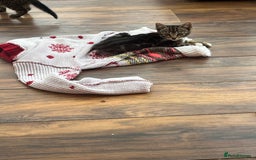 Bengal cats for sale: Bengal babies  - Image 15