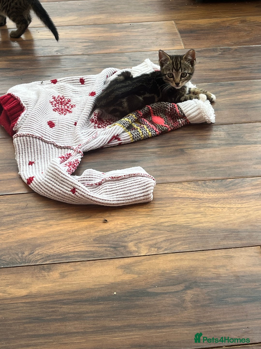 Bengal cats for sale: Bengal babies  - Image 15