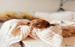 Australian Labradoodle dogs for sale: Red Australian Labradoodle Puppies - WALA Multigen - Image 1
