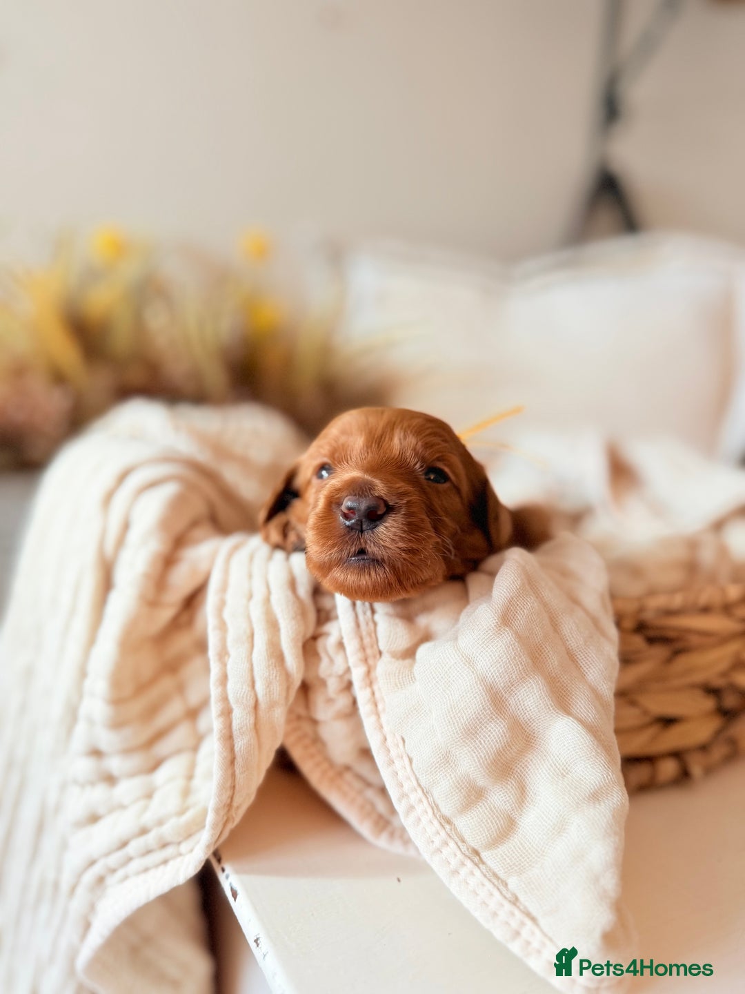 Australian Labradoodle dogs for sale: Red Australian Labradoodle Puppies - WALA Multigen - Image 1