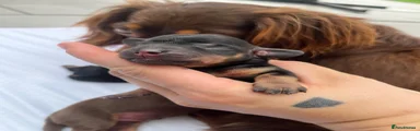 Miniature Dachshund 2