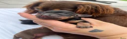 Miniature Dachshund dogs for sale: Miniature dachshund puppies for sale - Advert 5