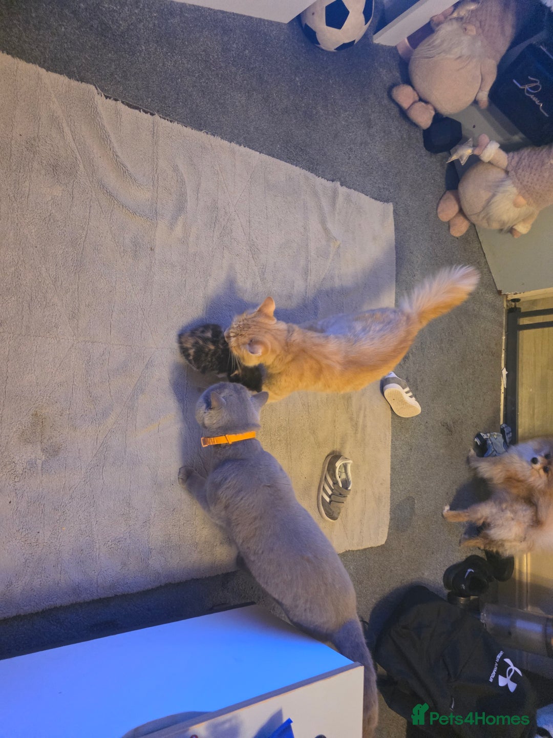 Mixed Breed cats for sale: Last girl left  - Image 8