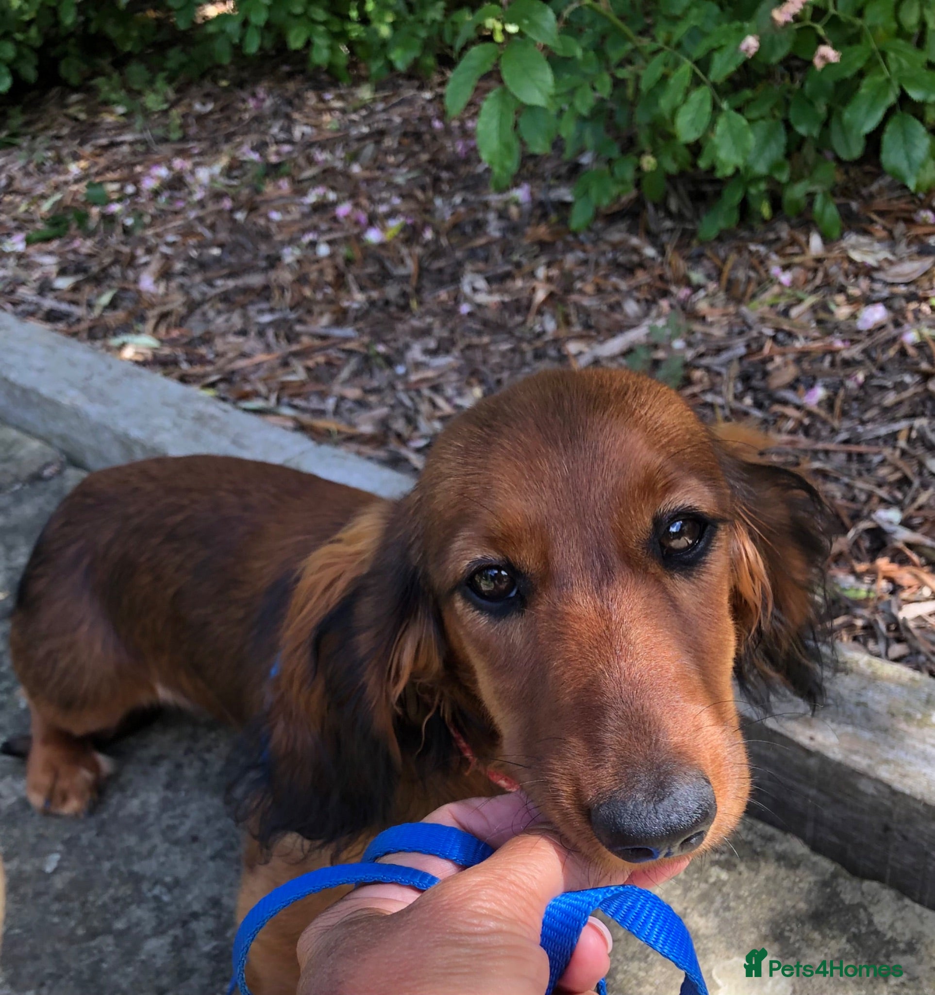 Miniature Dachshund dogs K.C Longhaired Miniature Dachshund - Advert 8
