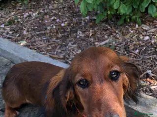 Miniature Dachshund dogs K.C Longhaired Miniature Dachshund - Advert 8