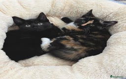 Mixed Breed cats for sale: FAMILY KITTYS  - Image 1