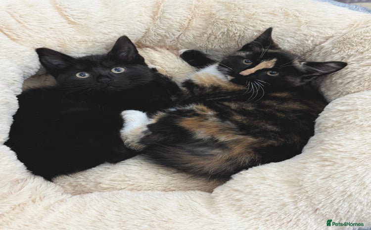 Mixed Breed cats - Advert 3