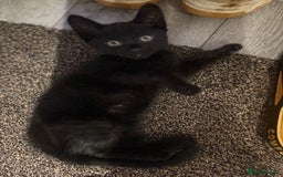 European cats for sale: Playful cats  - Image 7