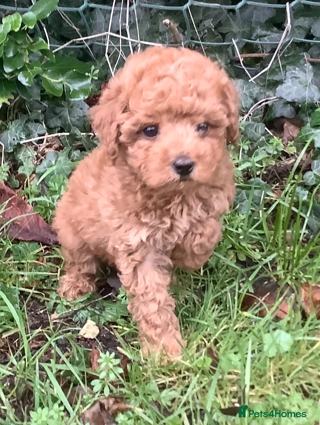 Toy Poodle dogs for sale: Extra Tiny Asian Toy Poodle - Advert 2