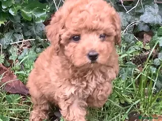 Toy Poodle dogs Extra Tiny Asian Toy Poodle - Advert 6