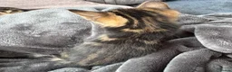 Bengal cats for sale: Bengal x Maine Coon Kittens - Advert 5