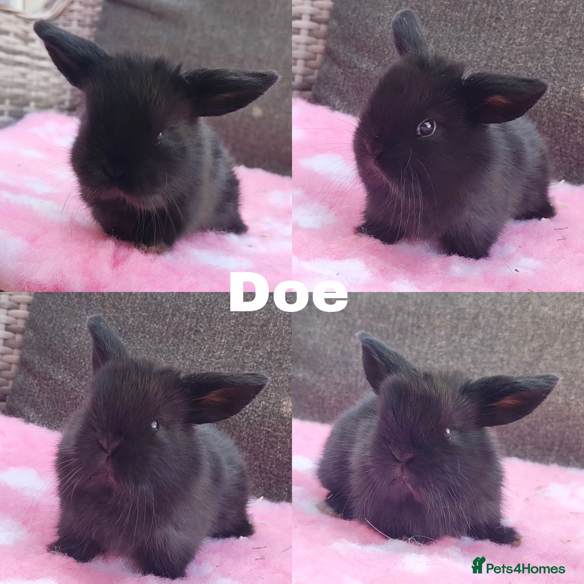 Mini Lop rabbits Stunning mini lops available for reserve  - Advert 2
