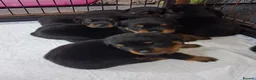 Rottweiler dogs for sale: Rottwiler puppies  - Advert 9