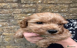 Cavapoo dogs for sale: Cavapoos puppies  - Image 13
