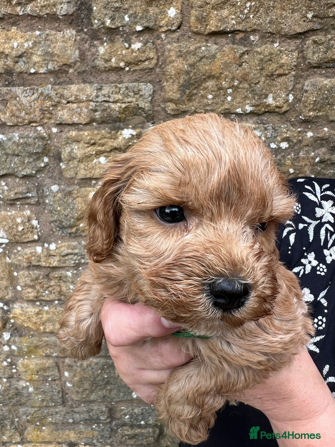 Cavapoo dogs for sale: Cavapoos puppies  - Image 13