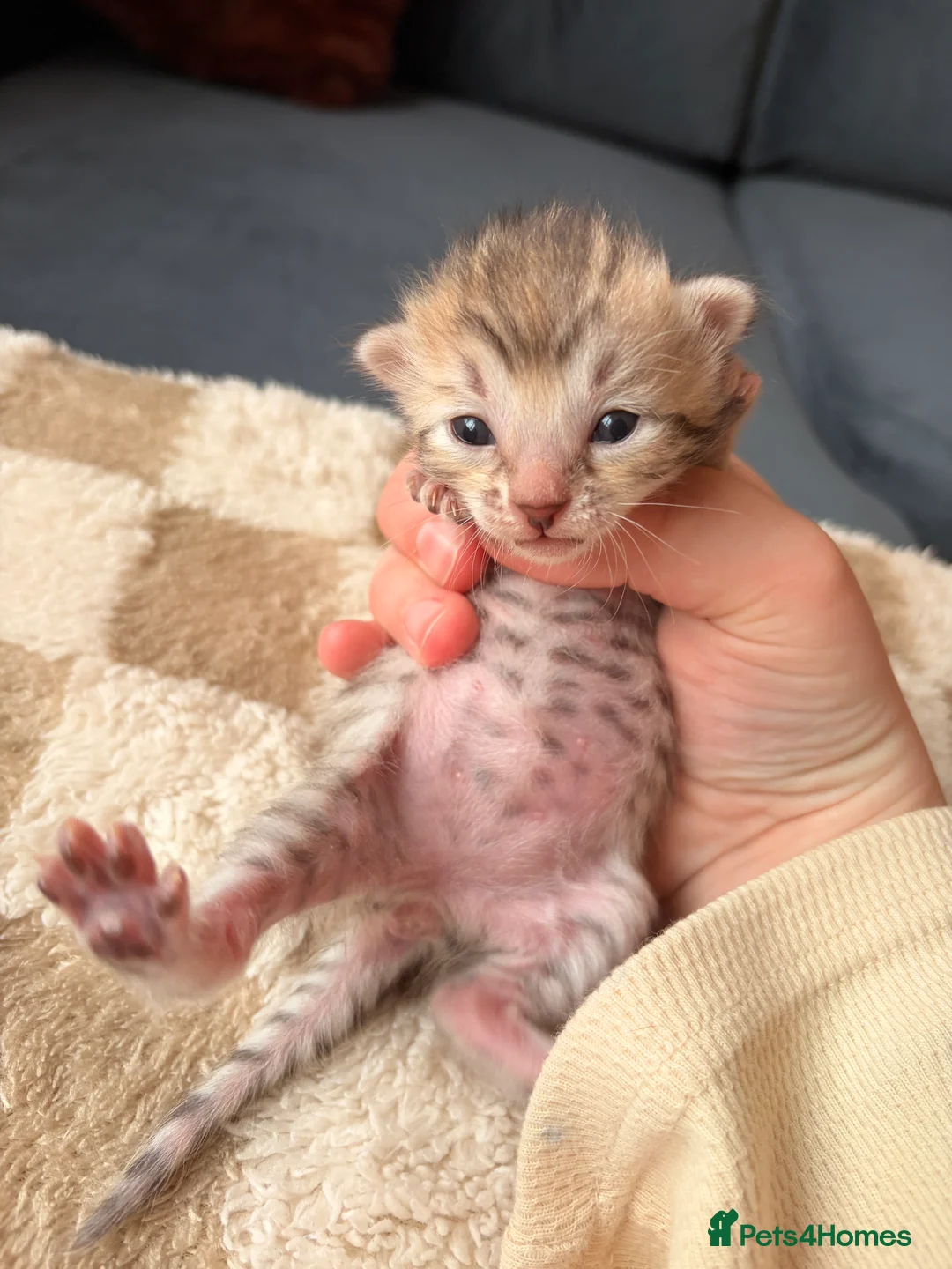 Bengal cats for sale: Bengal kittens  - Advert 17