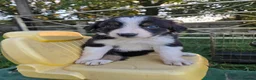 Border Collie dogs for sale: 8 Absolutely stunning Puppies Looking for new home in Montgomery - Advert 15