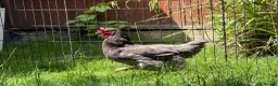 Chickens poultry for sale: Green Olive Egger Hen - Advert 1